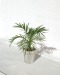 Large potted decorative plant wholesaler