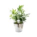 Product thumbnail Large potted decorative plant 1