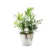 Grande plante déco en pot, Plante promotional