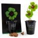 Product thumbnail Black planting kit - 4-leaf clover 1