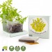 Planting kit Coconut square box with seeds to be sown wholesaler