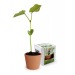 Planting kit with engraved seeds, Bag of seeds promotional