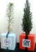 The Tree Cube - Softwoods wholesaler