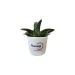 Product thumbnail Mini depolluting plant in ceramic pot 4