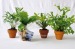 Product thumbnail Mini depolluting plant in terracotta pot 0