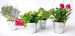 Mini plant in zinc pot wholesaler