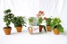 Product thumbnail Mini flowering plant in terracotta pot 0