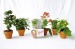 Mini plante fleurie en pot terre cuite wholesaler