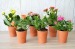 Product thumbnail Mini flowering plant in terracotta pot 1