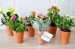 Product thumbnail Mini flowering plant in terracotta pot 2