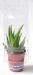 Product thumbnail Mini greenhouse 1 pot cactus 1
