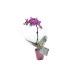 Product thumbnail Orchid large model 1