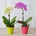 Orchid small model wholesaler