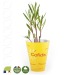 Product thumbnail Small rose laurel plant in a biodegradable pot 2