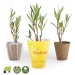 Product thumbnail Small rose laurel plant in a biodegradable pot 0