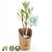 Small oleander plant in kraft pot, plant promotional