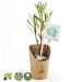 Petit plant de laurier rose en pot kraft, plant promotional