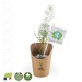 Small pine seedling in a kraft cardboard pot, Tree promotional
