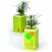 Product thumbnail Small pine seedling in printed cardboard cube 0