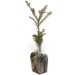 Tree plant in sowing bag - Coniferous wholesaler