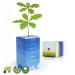 Personalised cube tree plant - small oak plant wholesaler