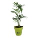 Product thumbnail Tree plant in bamboo pot earth 0