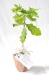 Product thumbnail Tree plant in terracotta pot - Prestige 1