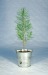 Zinc potted tree plant - Softwoods, Tree promotional