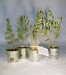 Product thumbnail Zinc potted tree plant - Softwoods 0