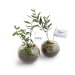 Olive plant under glass globe wholesaler