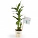 Product thumbnail Bamboo plant in wooden pot 0