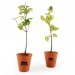 Beech plant pot terracotta wholesaler