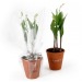 Product thumbnail Lily of the valley pot plant 2