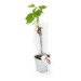 Vine plant in zinc pot 10cm wholesaler