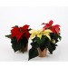 Christmas plant wholesaler