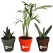 Product thumbnail Decorative plant in bamboo pot 0