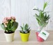 Product thumbnail Decorative plant in bamboo pot 2