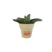 Product thumbnail Decorative plant in bamboo pot 4