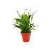 Product thumbnail Decorative plant in eco-pot Bamboo- biodegradable 10 cm 1