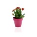 Product thumbnail Decorative plant in eco-pot Bamboo- biodegradable 10 cm 2
