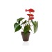 Product thumbnail Decorative plant in eco-pot Bamboo- biodegradable 10 cm 0
