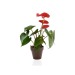 Decorative plant in eco-pot Bamboo- biodegradable 10 cm wholesaler