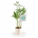 Depolluting plant in wooden pot wholesaler