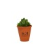 Product thumbnail Depolluting plant in terracotta pot 10cm 1