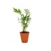 Product thumbnail Depolluting plant in terracotta pot 10cm 3
