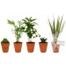 Product thumbnail Depolluting plant in terracotta pot 10cm 0