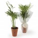 Product thumbnail Depolluting plant in terracotta pot 0