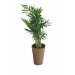 100% environmentally friendly plant wholesaler