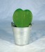 Plante grasse coeur hoya, Plante promotional