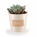 Fat plant in wooden pot wholesaler